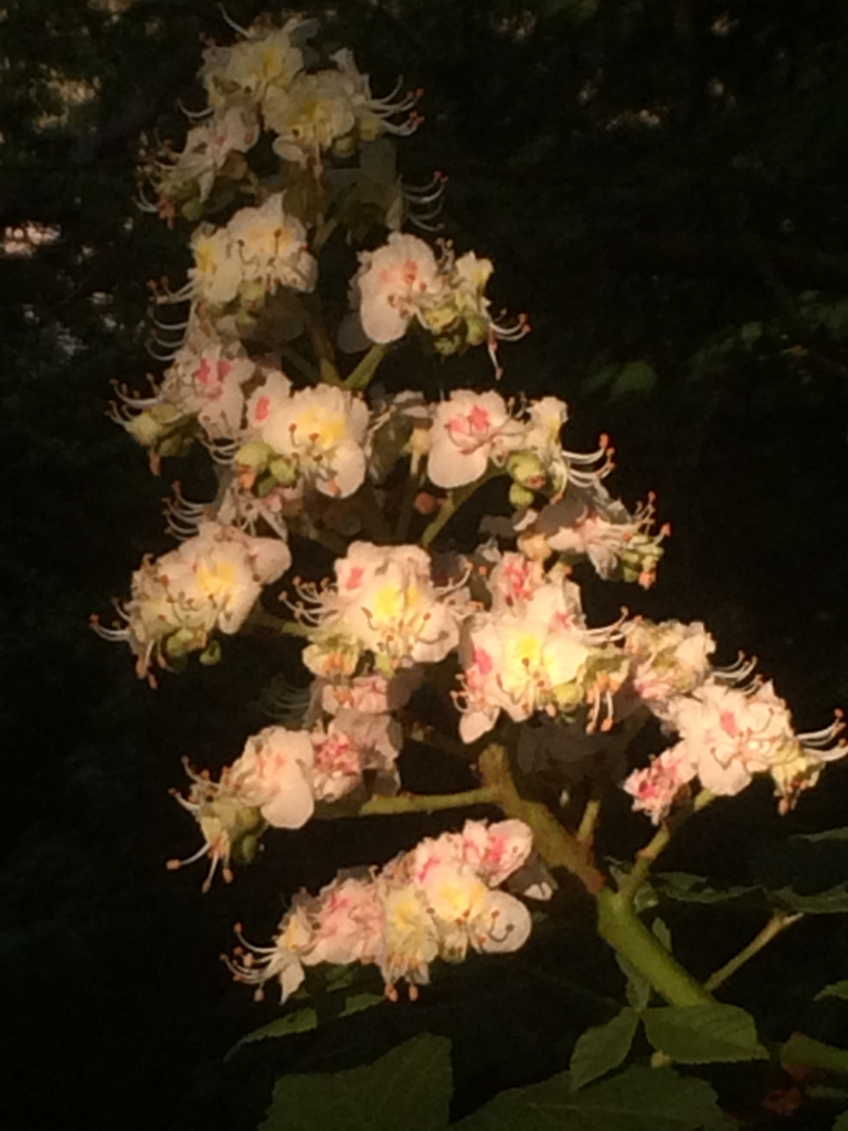 horse chestnut branch and flowers