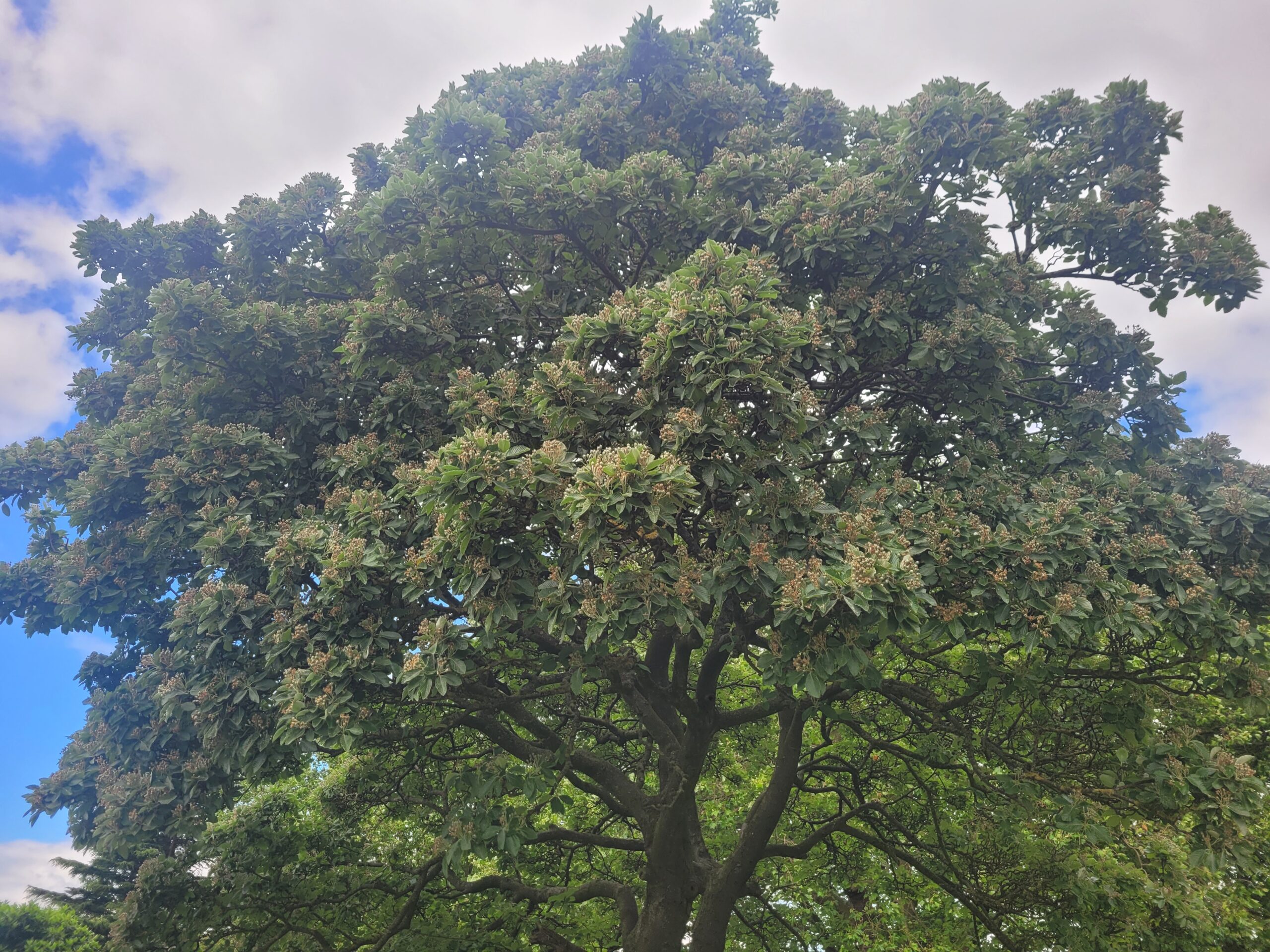 Big tree canopy