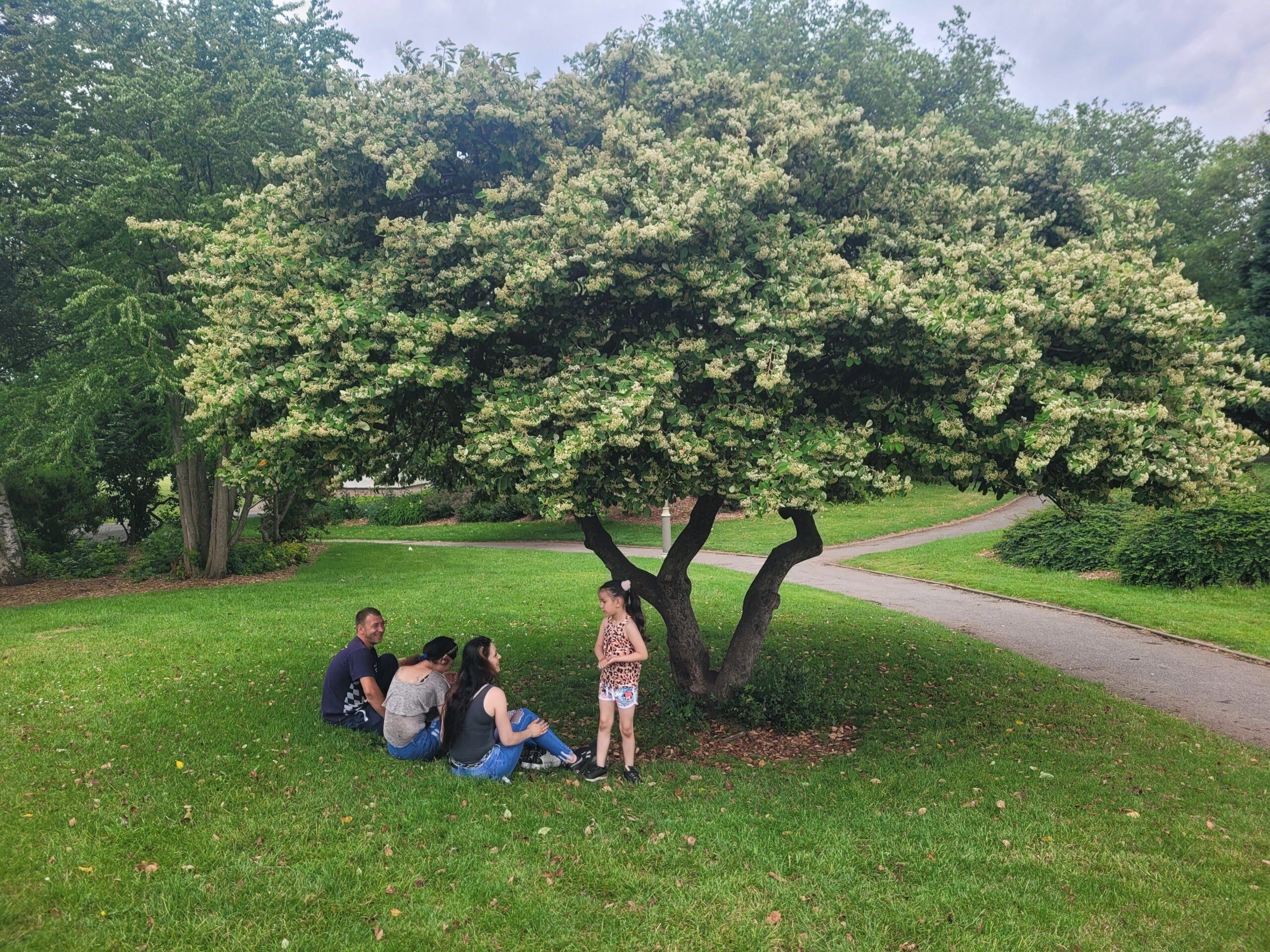 A family laughing beneath the canopy of a tree in Handsworth Park, taken with permission.