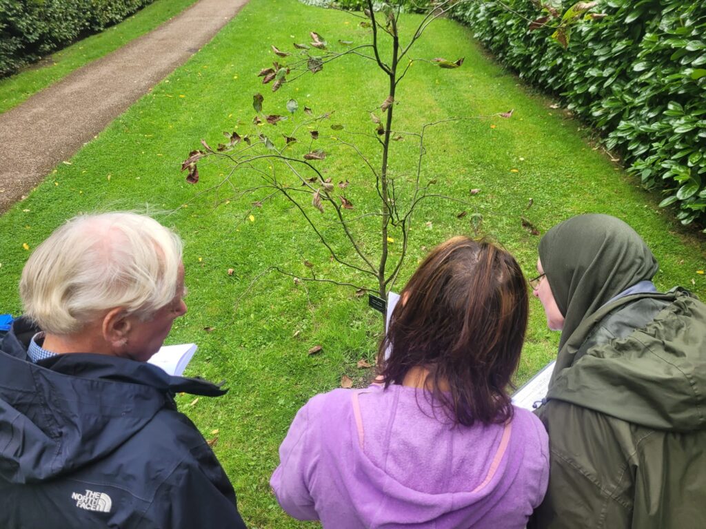 Nina showing Sonja and Martin, two new urban forest volunteers, how to survey a newly planted street tree during a practice session at Winterbourne Gardens.