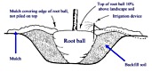Root ball diagram for proper tree planting