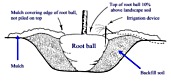 Root ball diagram for proper planting