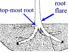 Bare root diagram for tree planting