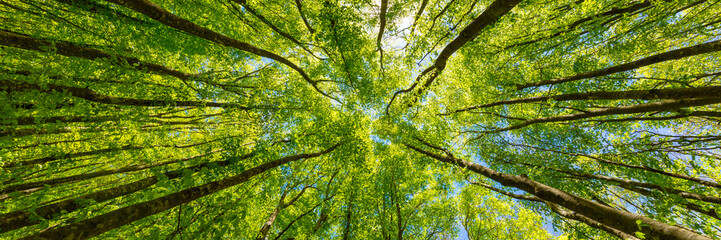 Tree canopy stock image for tree planting