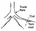 Picture showing where to cut a root if damaged.