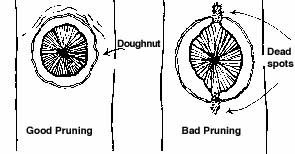 A black and white diagram showing good and bad pruning techniques.