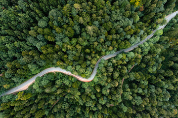 Forest with winding road