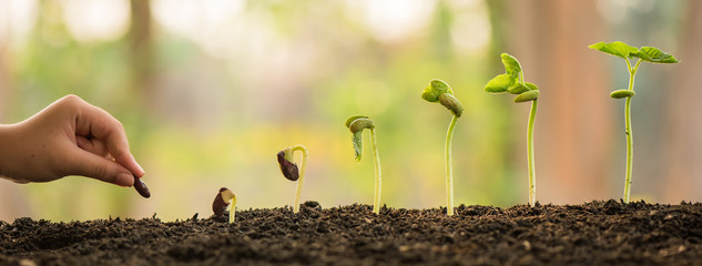 a hand planting a seed and several stages of growth follows.