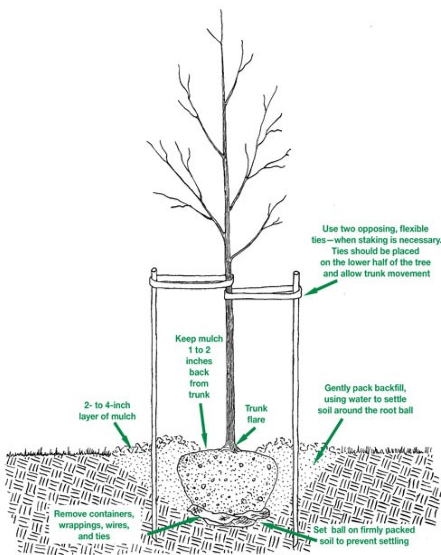 A diagram of how to mulch a tree effectively.