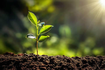 A small tree, with a few bright green leaves, sprouting in a forest with a thick, rich soil bed. Stock tree planting image.