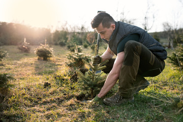 Man planting pine trees