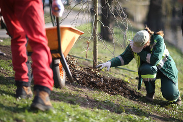 Volunteer planting: man's legs in red tousers on the left with a wheelbarrow, man of the right in all green mulching the base of the newly-planted tree.