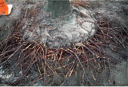 Root growth and wire baskets during tree planting can sometimes end up looking like this