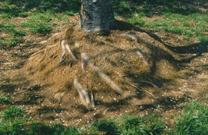 roots growing through the over-mulched soil
