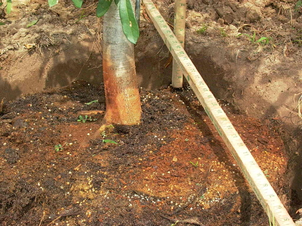 Tree is dug too deep during tree planting