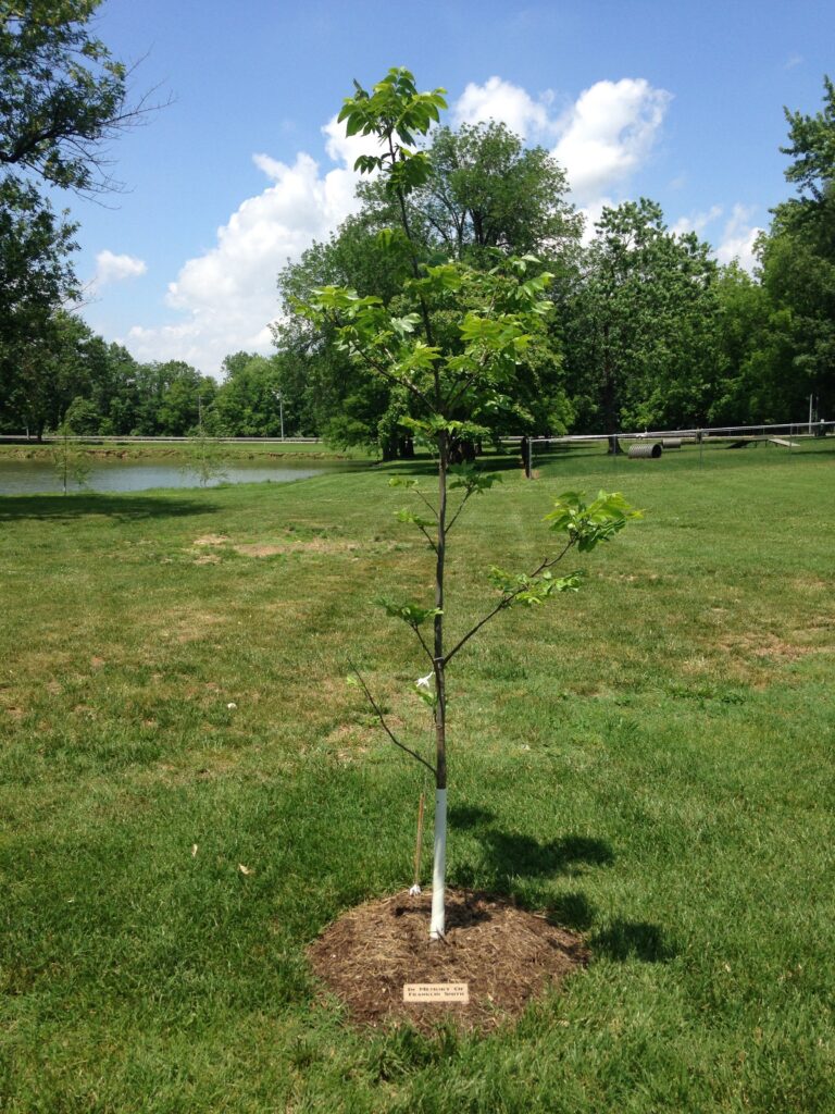 memorial tree under the treemembrance scheme