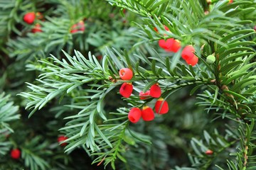 yew tree berries and leaves up close