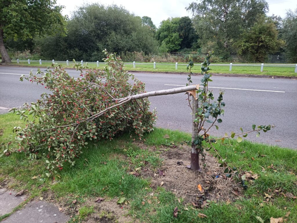 A felled street tree in Wednesbury - inspired by Sycamore Gap