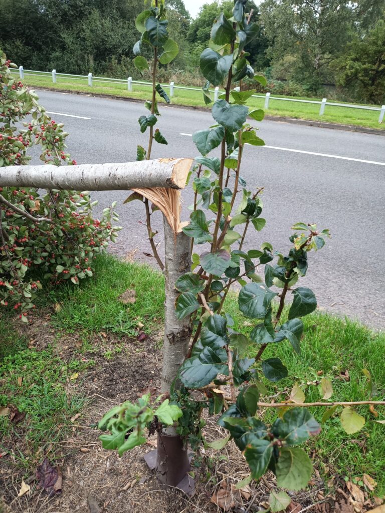 A felled street tree in Wednesbury - inspired by Sycamore Gap