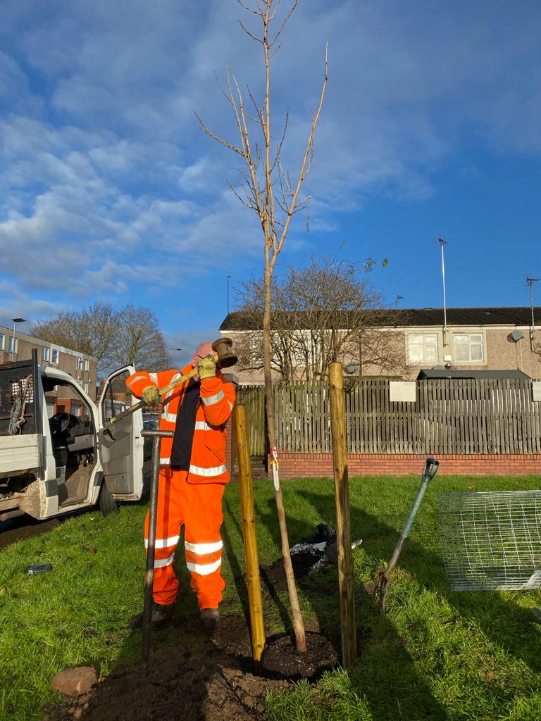 City Parks member planting a tree and stabilising it
