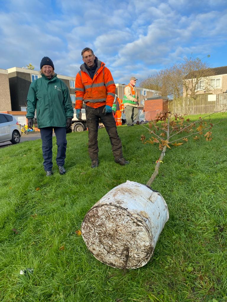 Tree ready to be planted with BTP, BCC, and T4C