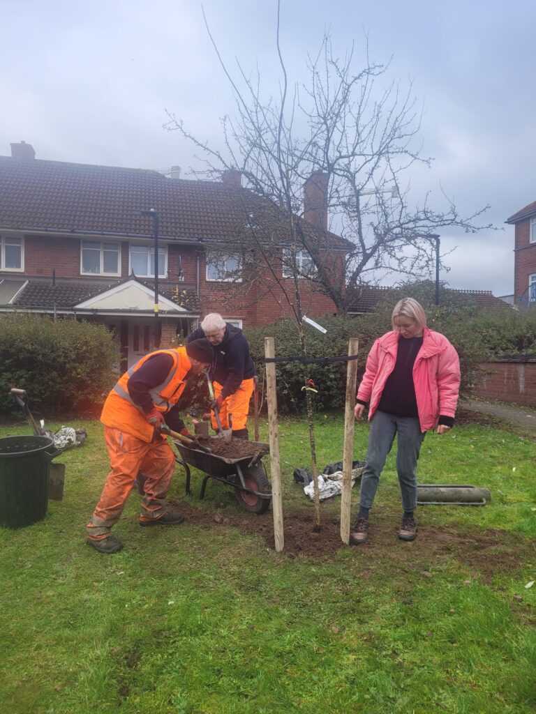 Final touches for the tree planting in windsor place.