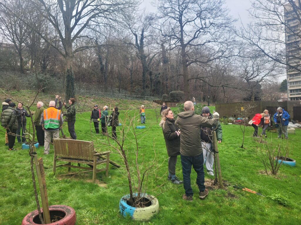 ORCHARD PRUNING