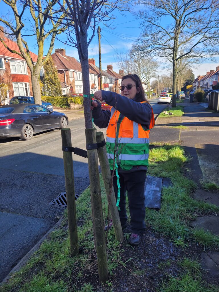 nina measuring a street tree