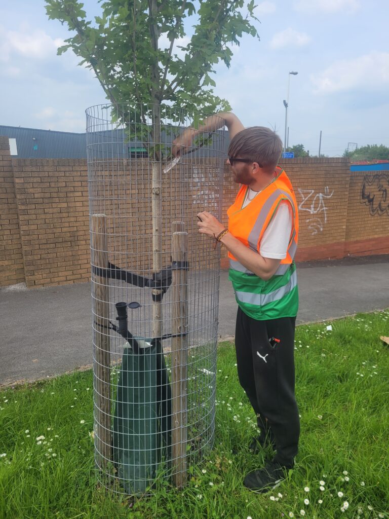 Street Trees in Nechells, Alex checking the species label