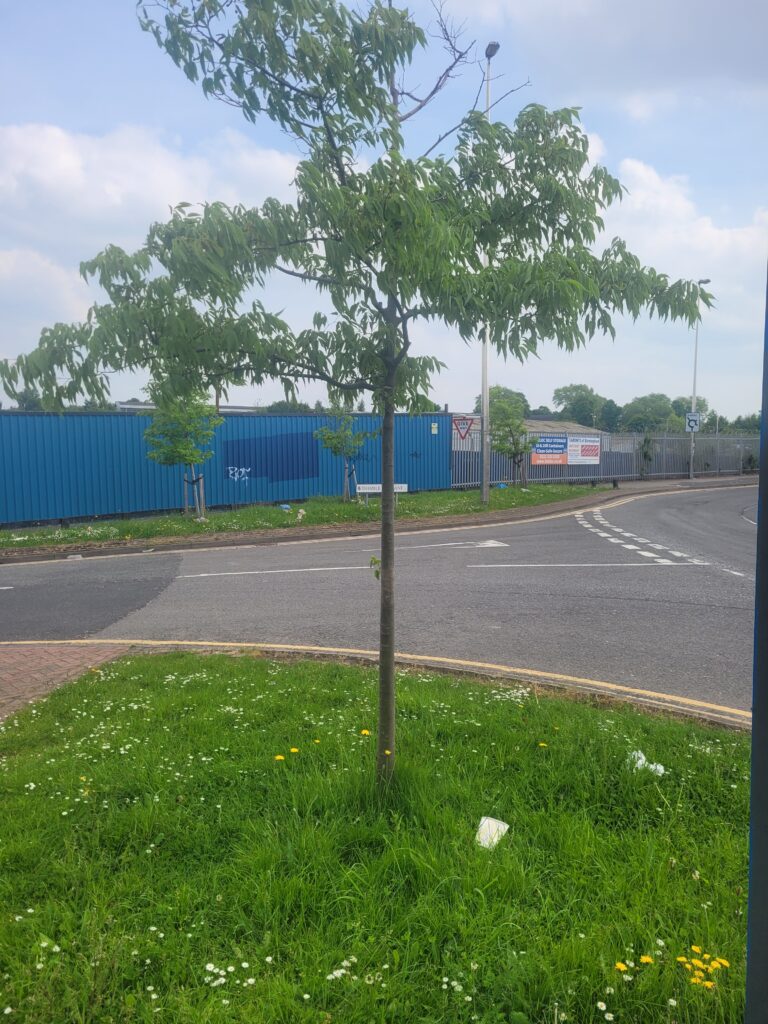 Street Trees in Nechells, street tree