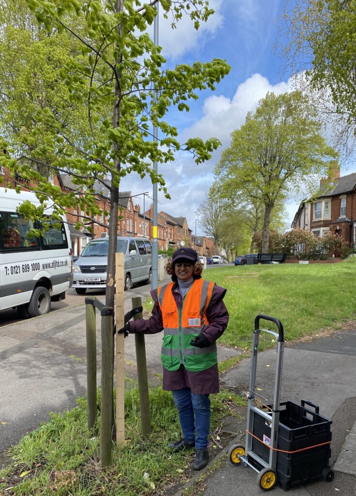 Meena measuring street trees with her plywood measuring stick