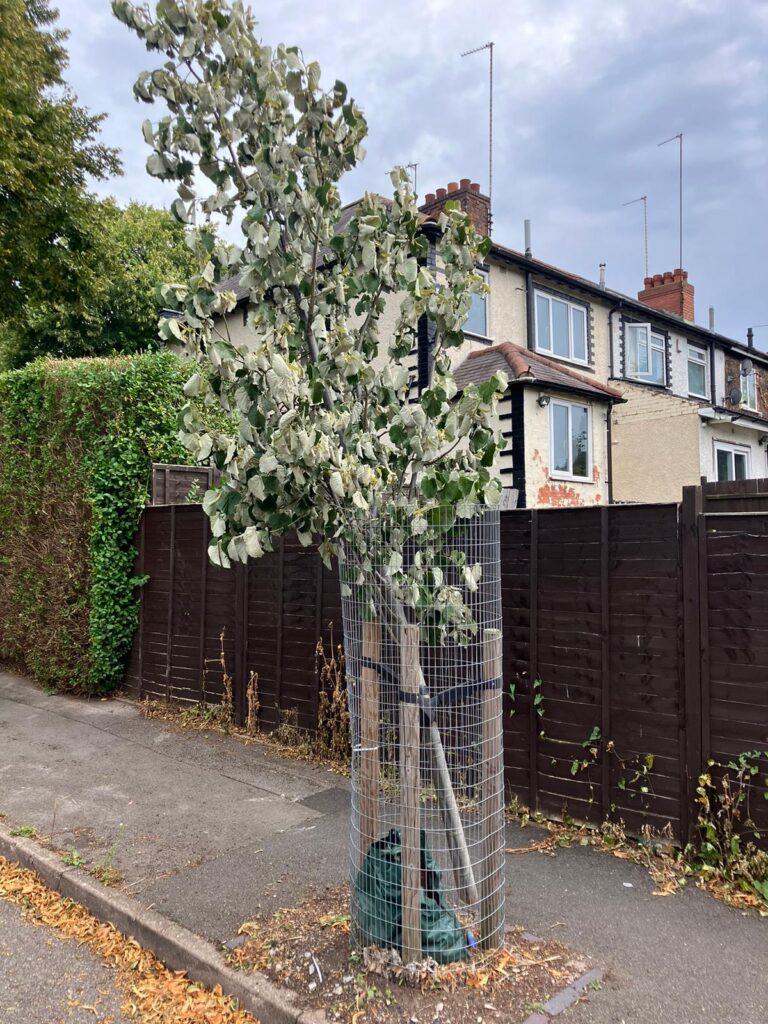 Street tree survey in gravelly hill vandalism