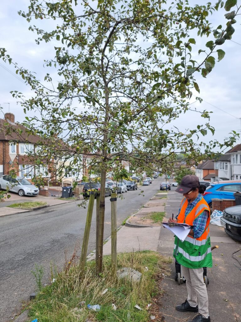 gravelly hill alum rock street tree survey, vandalism, surveying, meena