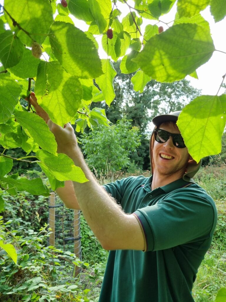 Lawrence Weston, Trustee for Orchards, helping Fruit & Nut Village with their orchard pruning. Photo credit to Fruit & Nut Village.