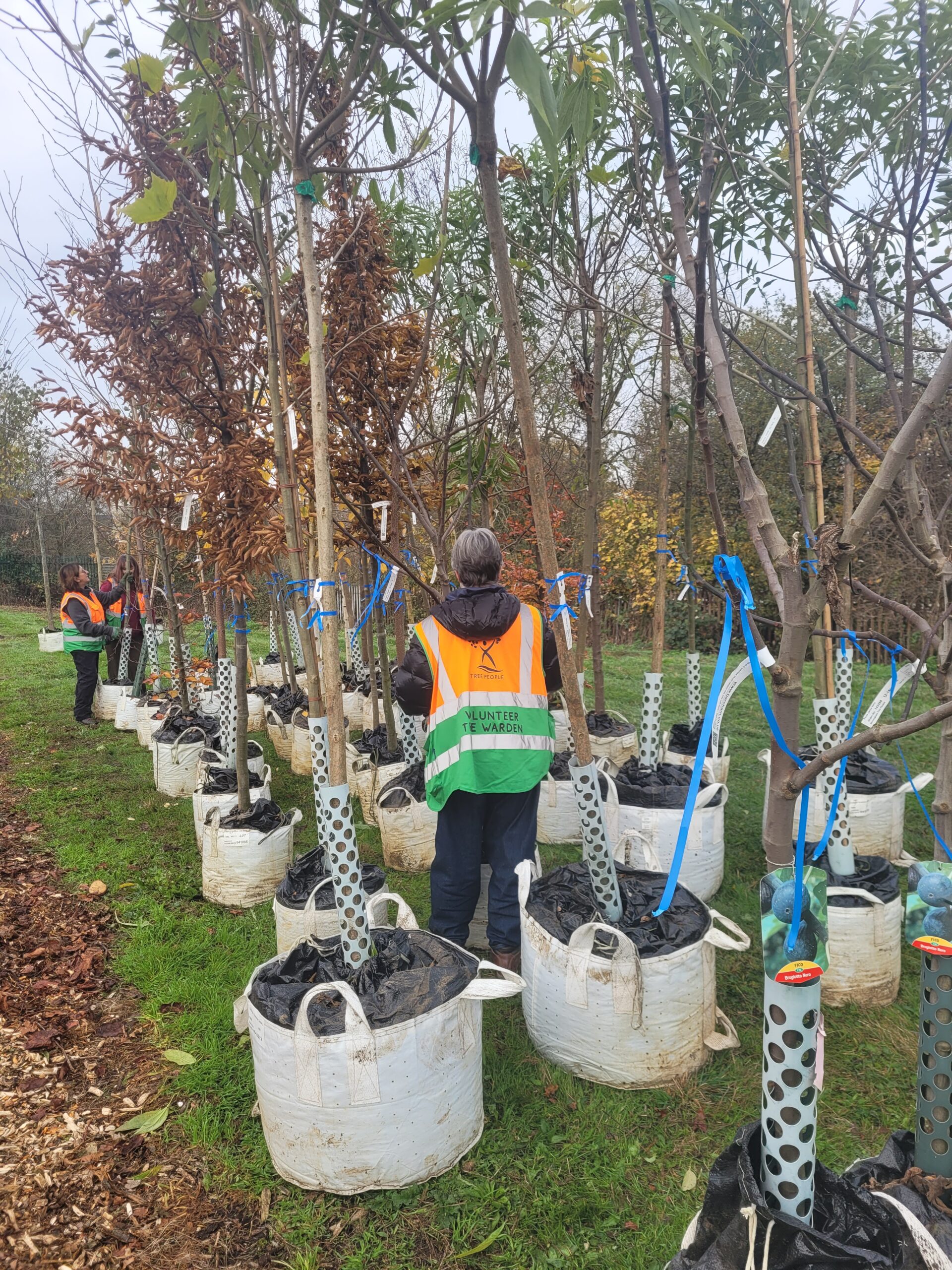 Julianne checking the trees for tree week inventory lists