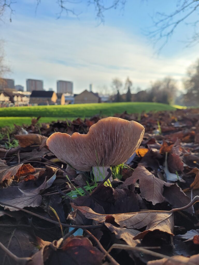 Mushroom found whilst planting with BCU!