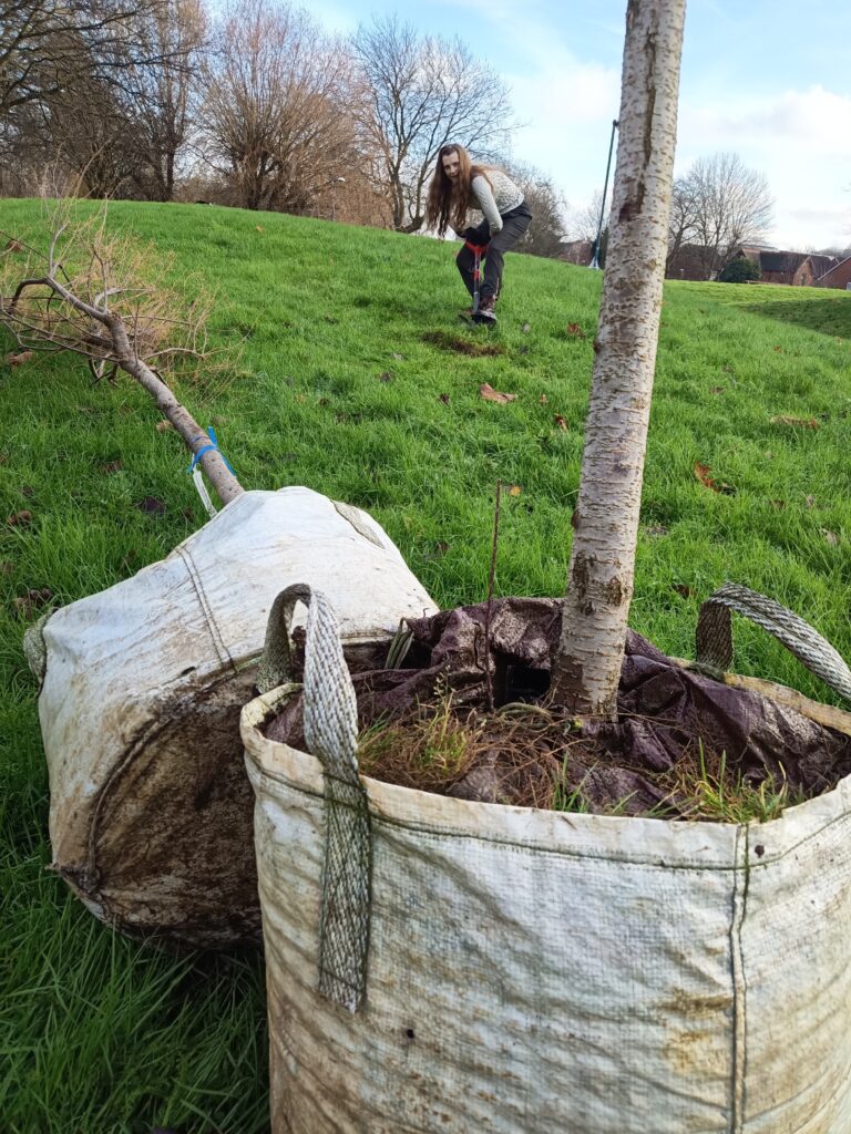 Charley during the BCU planting