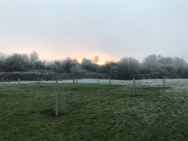 The new Minworth orchard in the January mist.